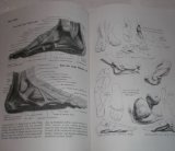 Atlas of Human Anatomy for the Artist 